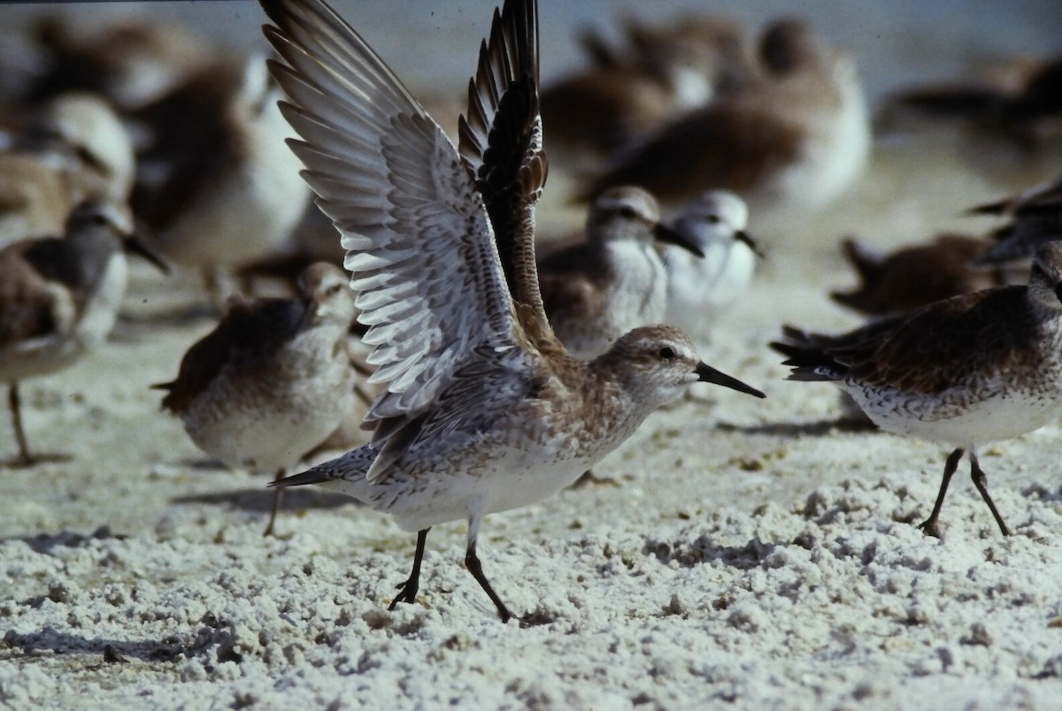 Red Knot - ML645108474