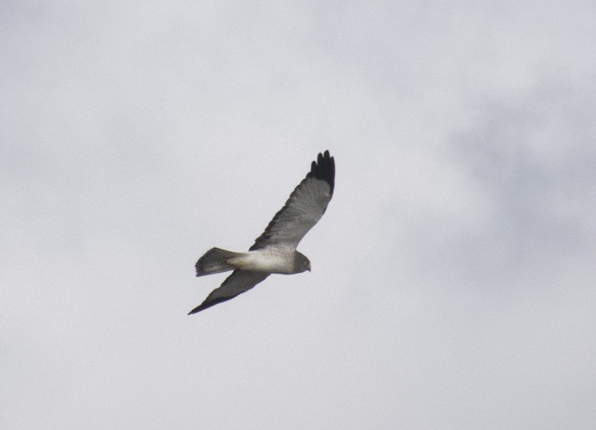 moták severoamerický - ML645108477