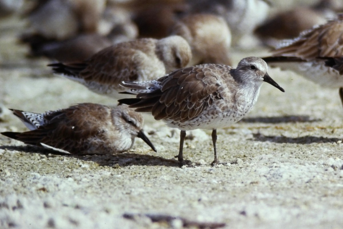Red Knot - ML645108478