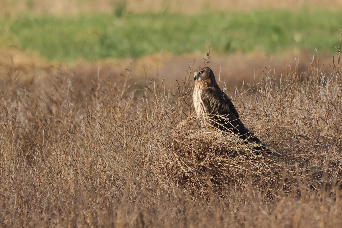 moták severoamerický - ML645108479