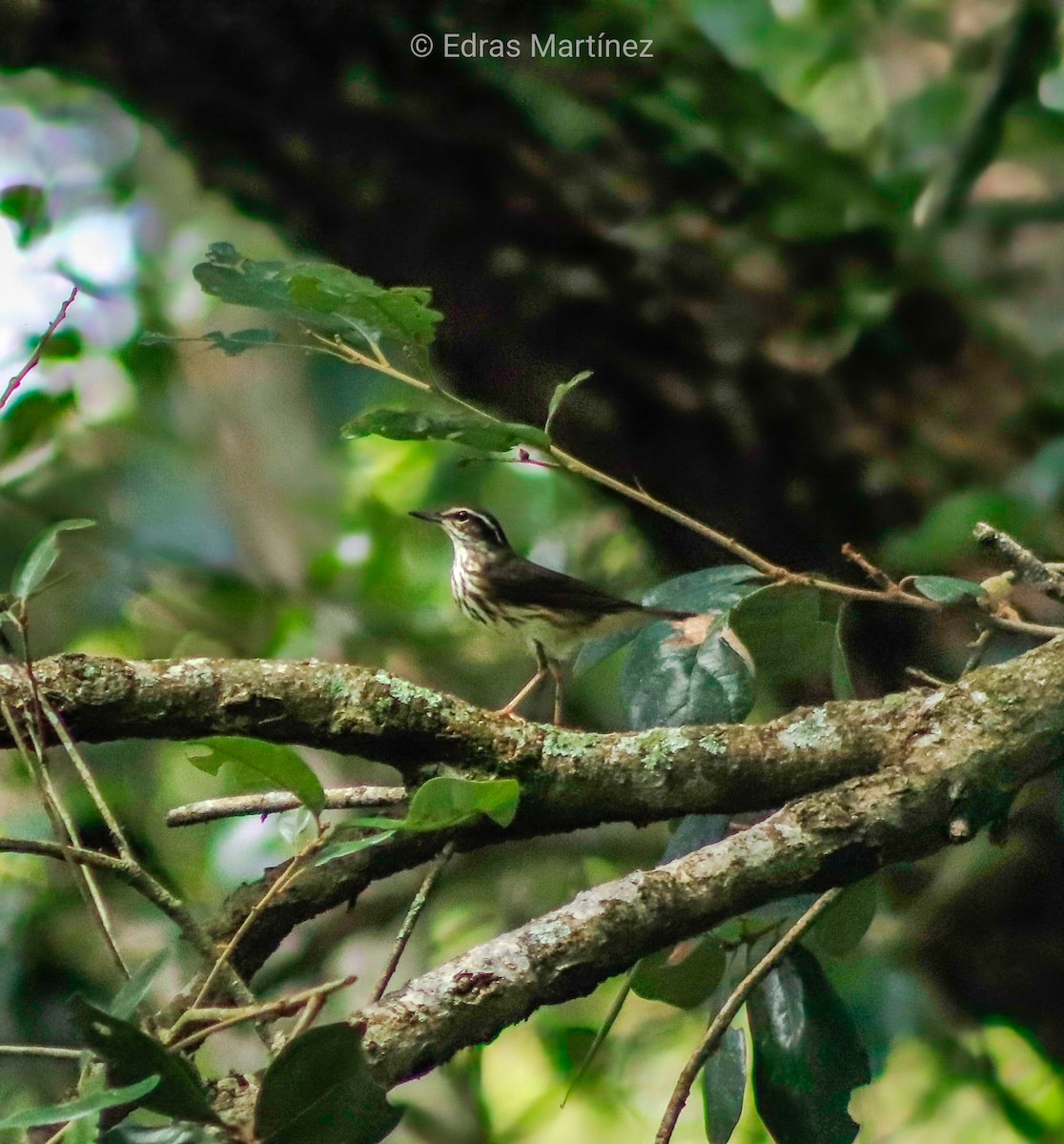 Northern Waterthrush - ML645108483