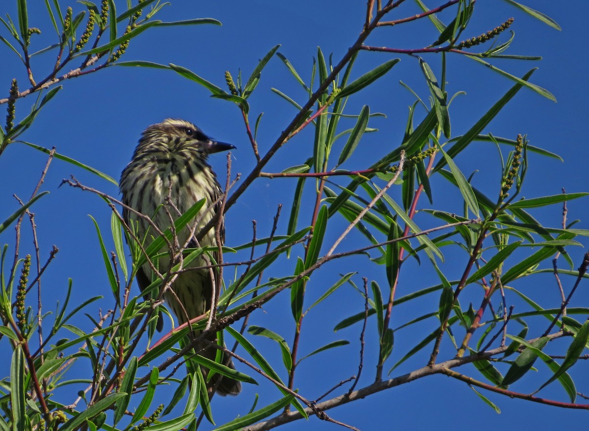 Streaked Flycatcher - ML645108485