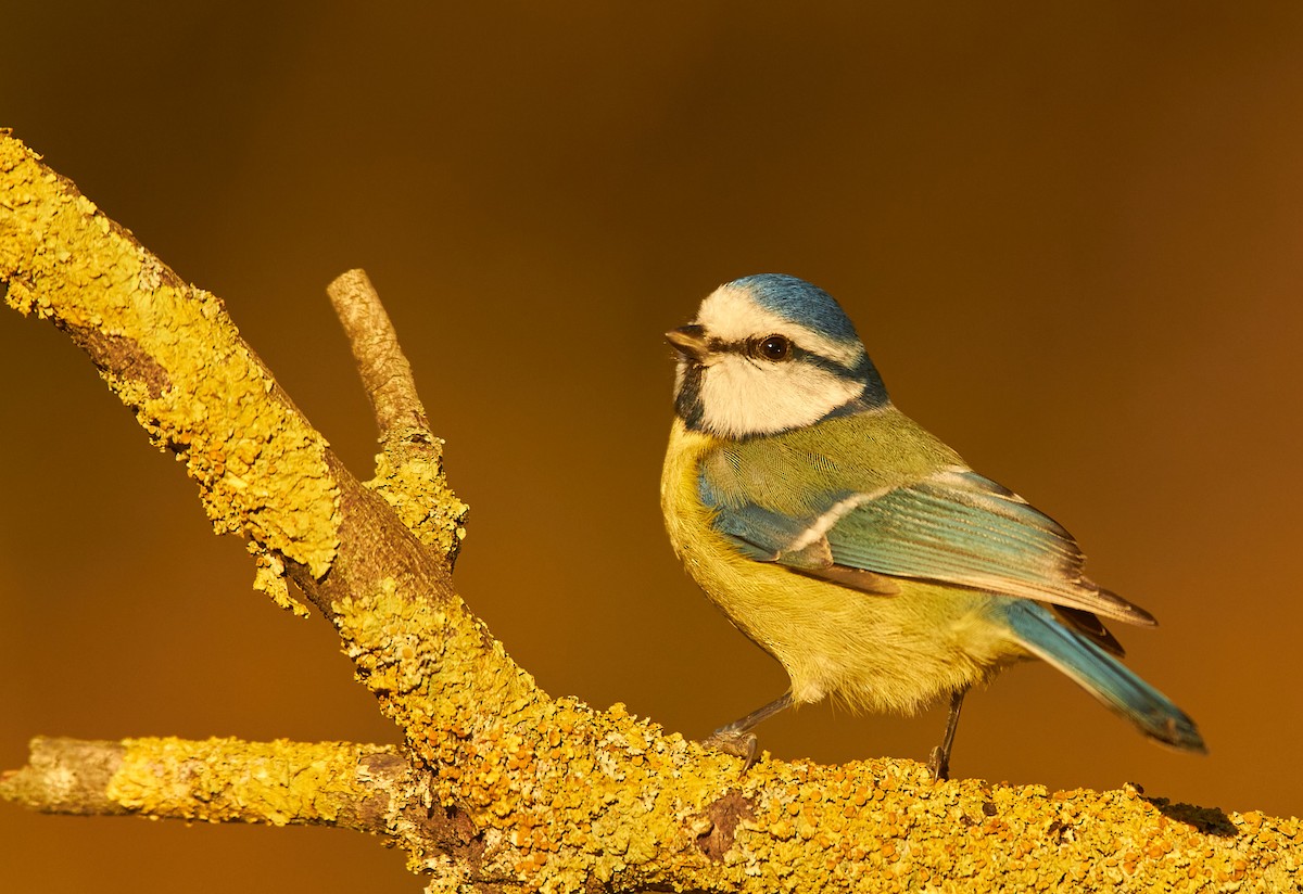 Eurasian Blue Tit - ML645108486