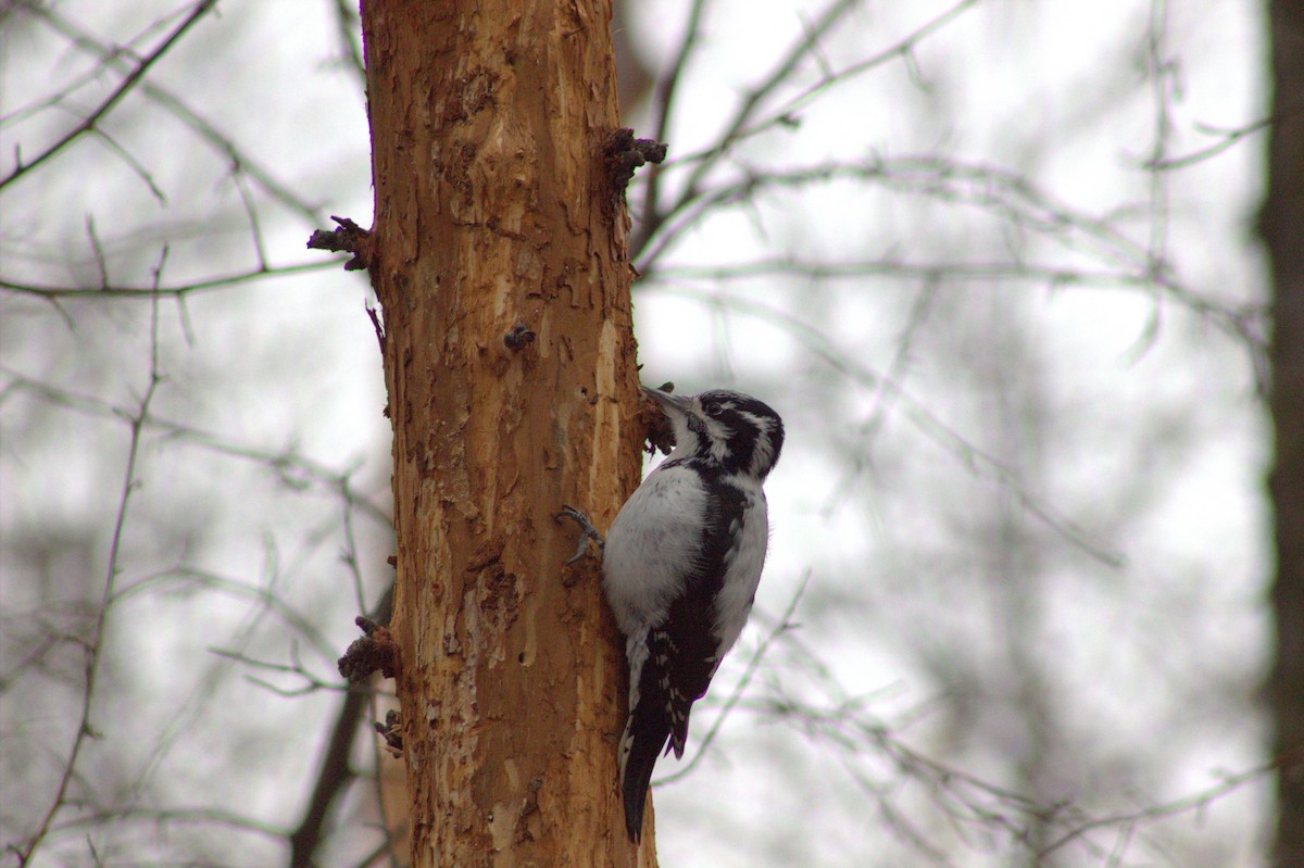 Eurasian Three-toed Woodpecker - ML645108489