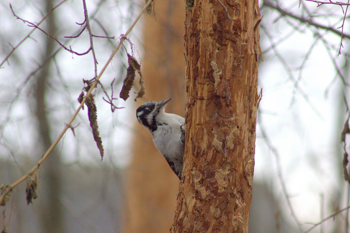 Eurasian Three-toed Woodpecker - ML645108490