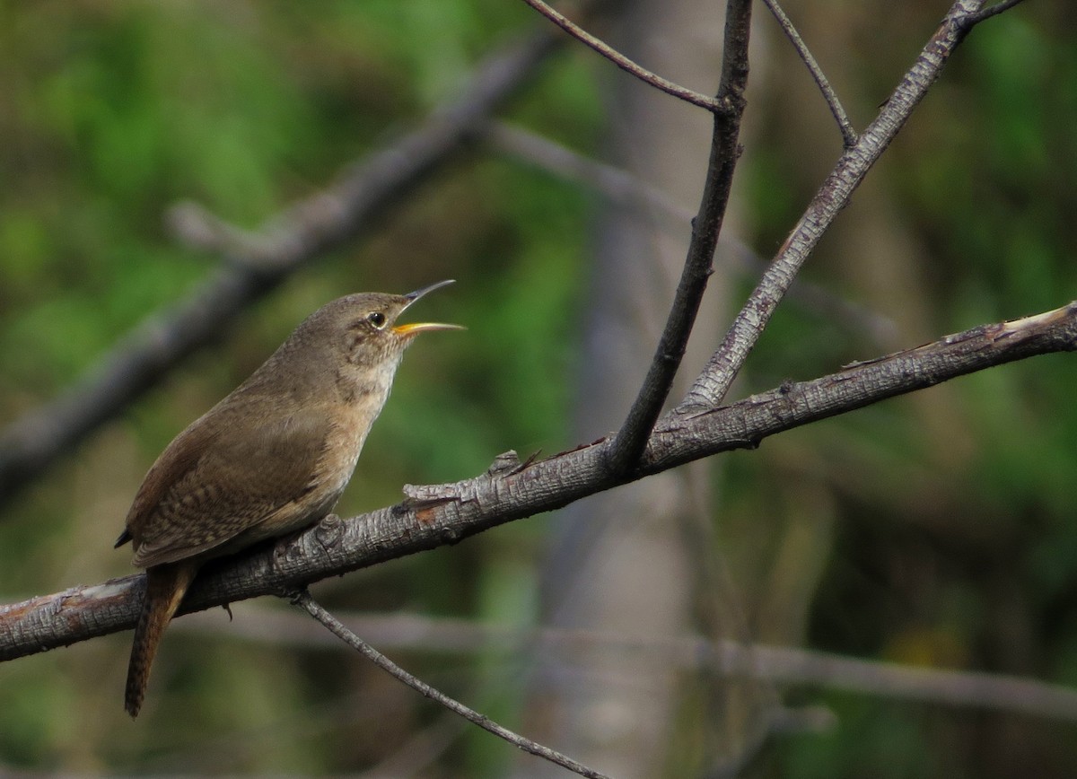 Southern House Wren - ML645108497