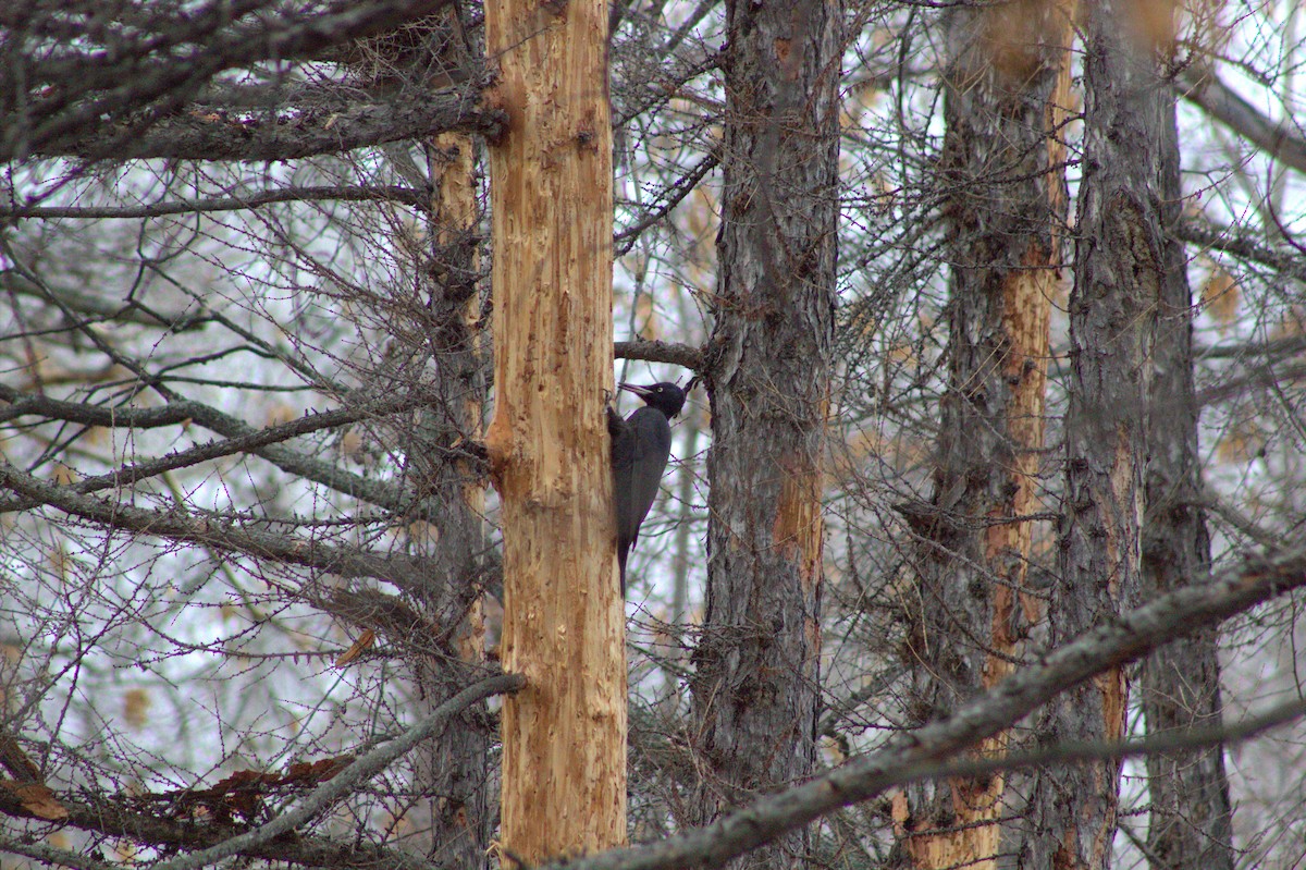 Black Woodpecker - ML645108498
