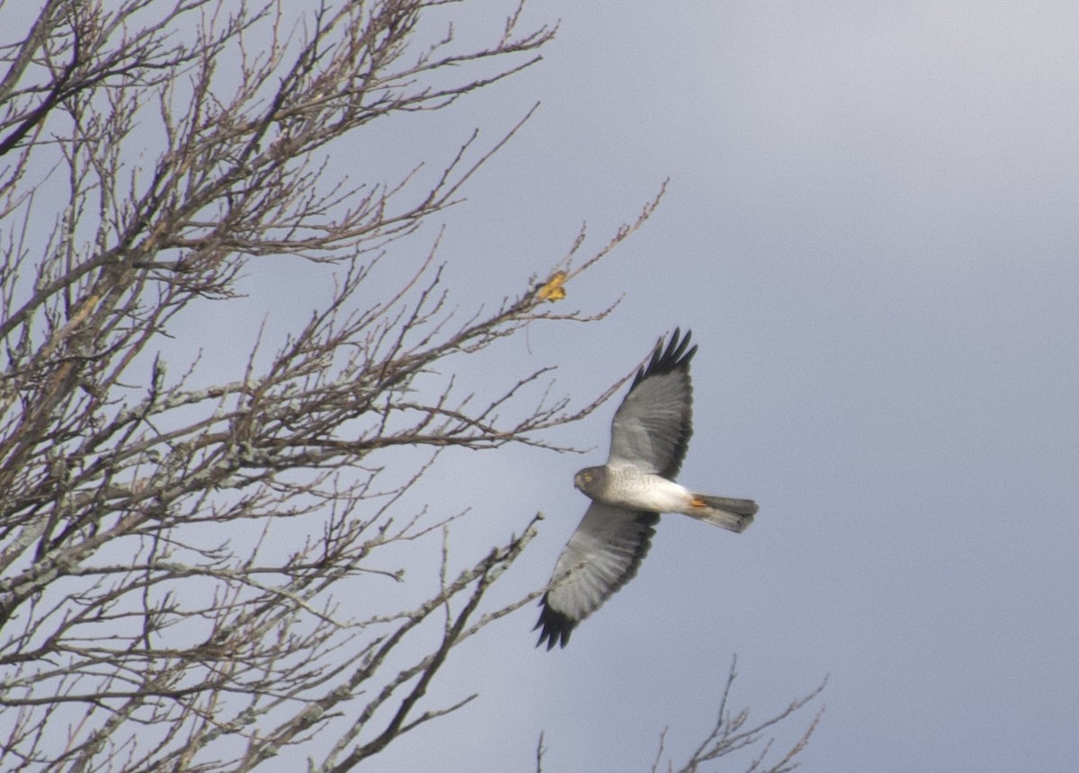 moták severoamerický - ML645108500