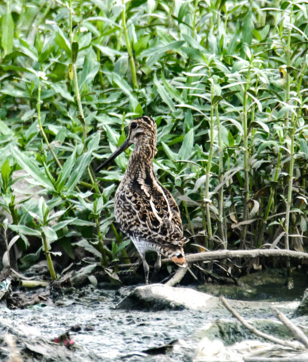 ハリオシギ - ML645108508