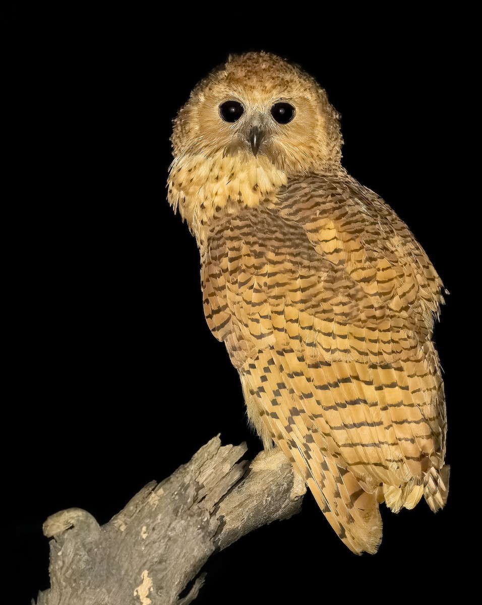 Pel's Fishing-Owl - ML645108516