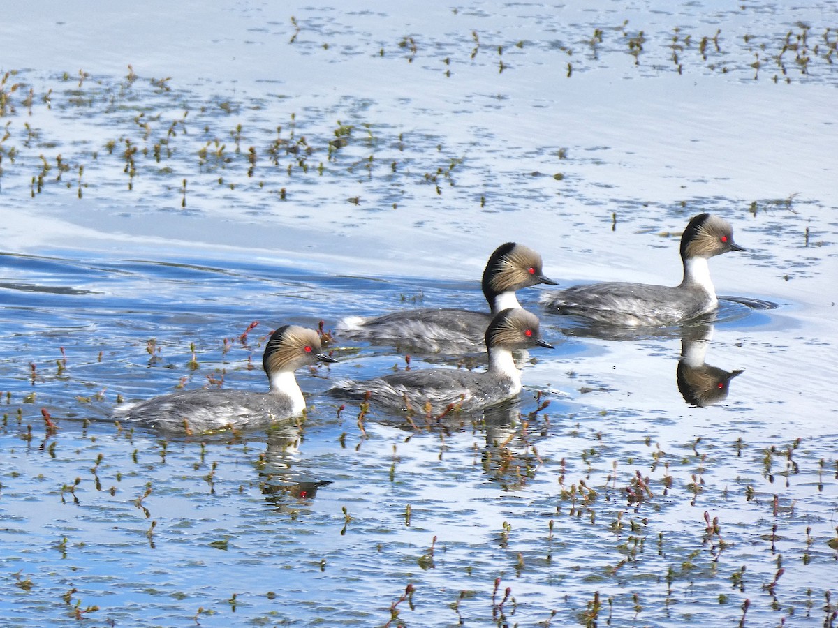 Silvery Grebe - ML645108517