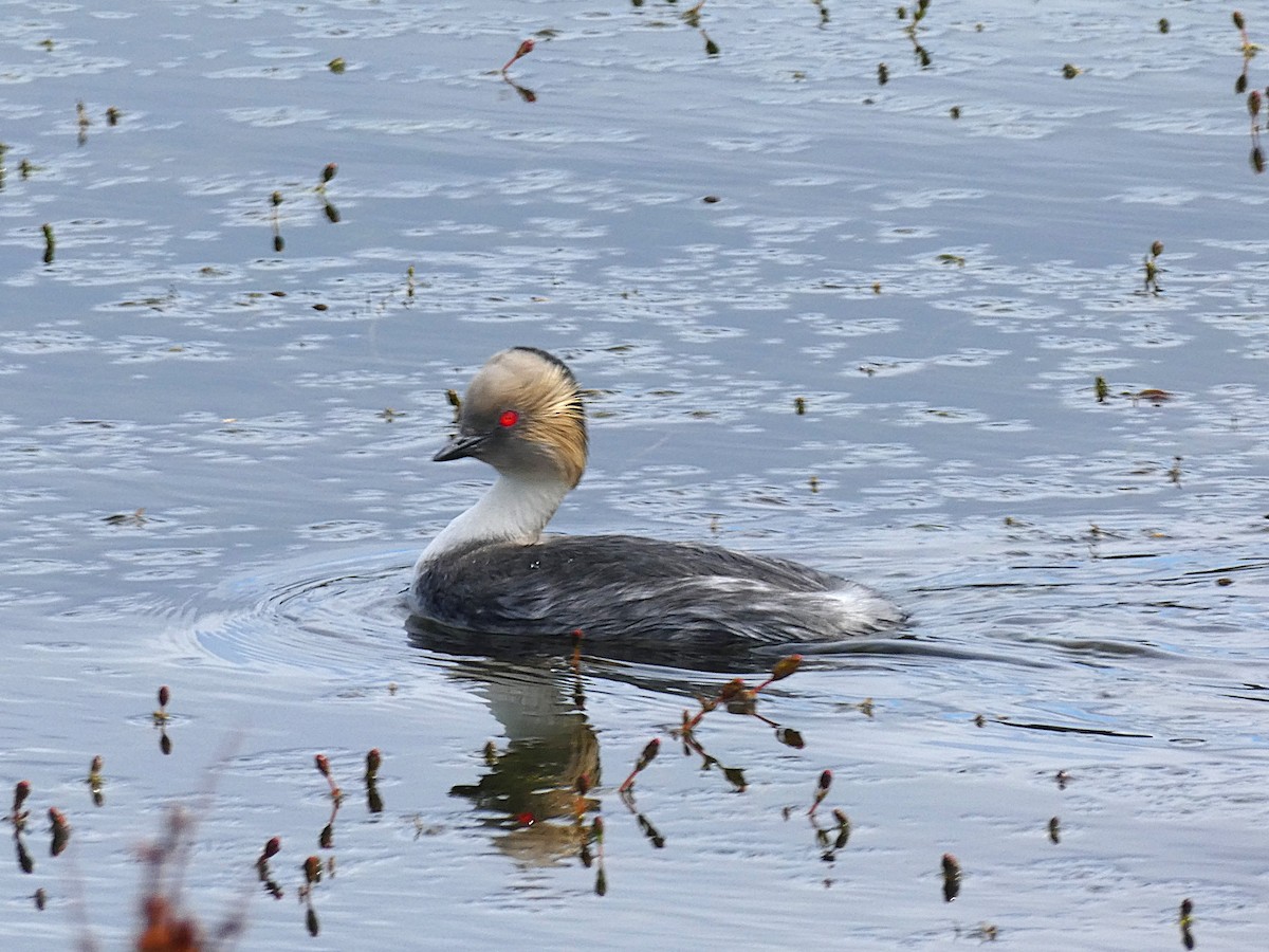 Silvery Grebe - ML645108518