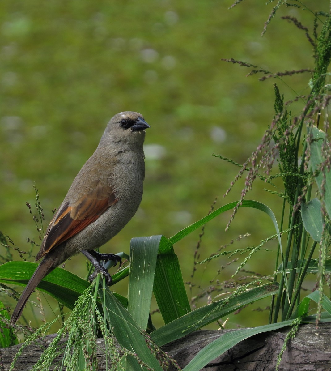 Grayish Baywing - ML645108523