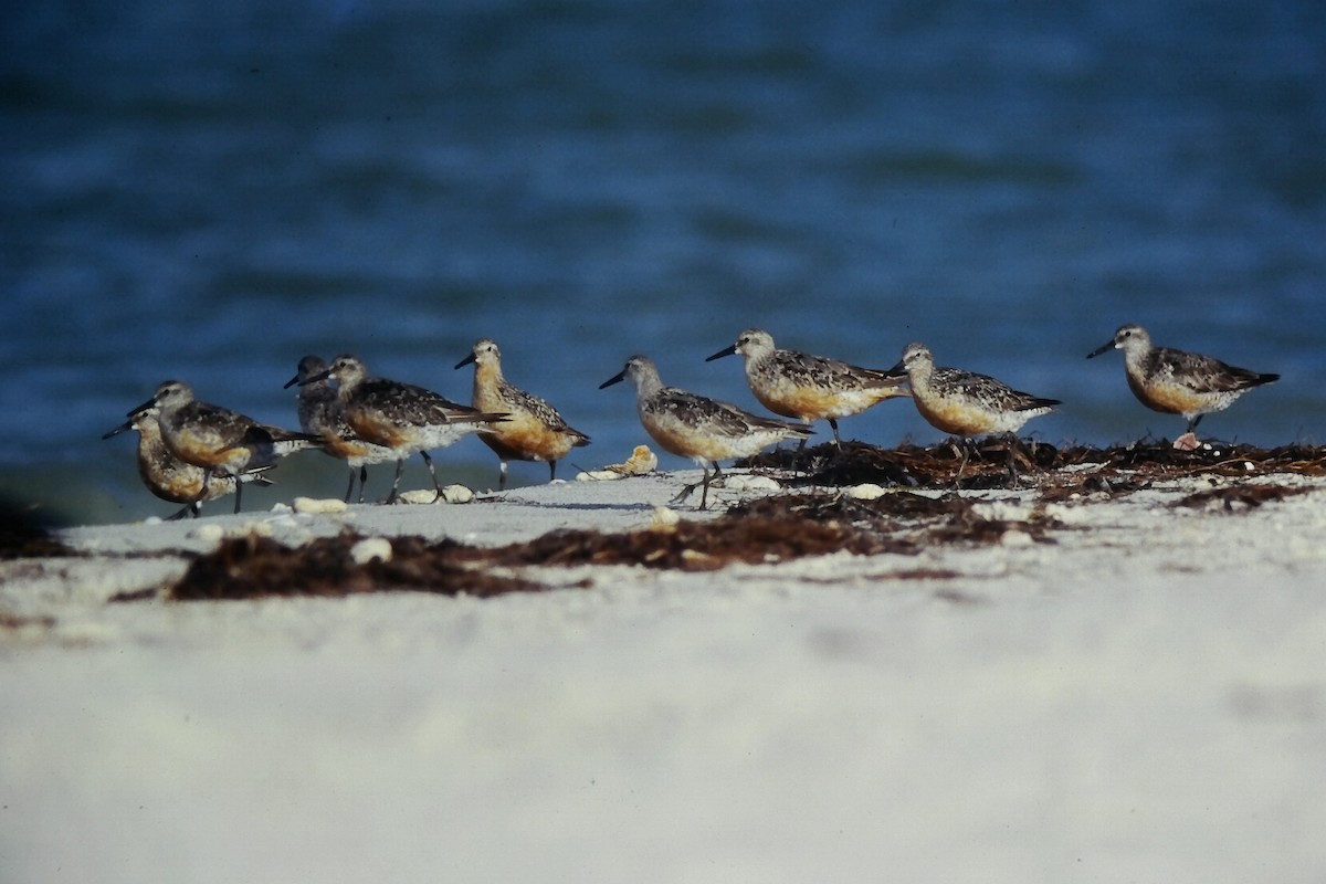 Red Knot - ML645108537