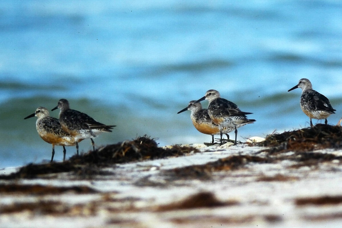 Red Knot - ML645108538