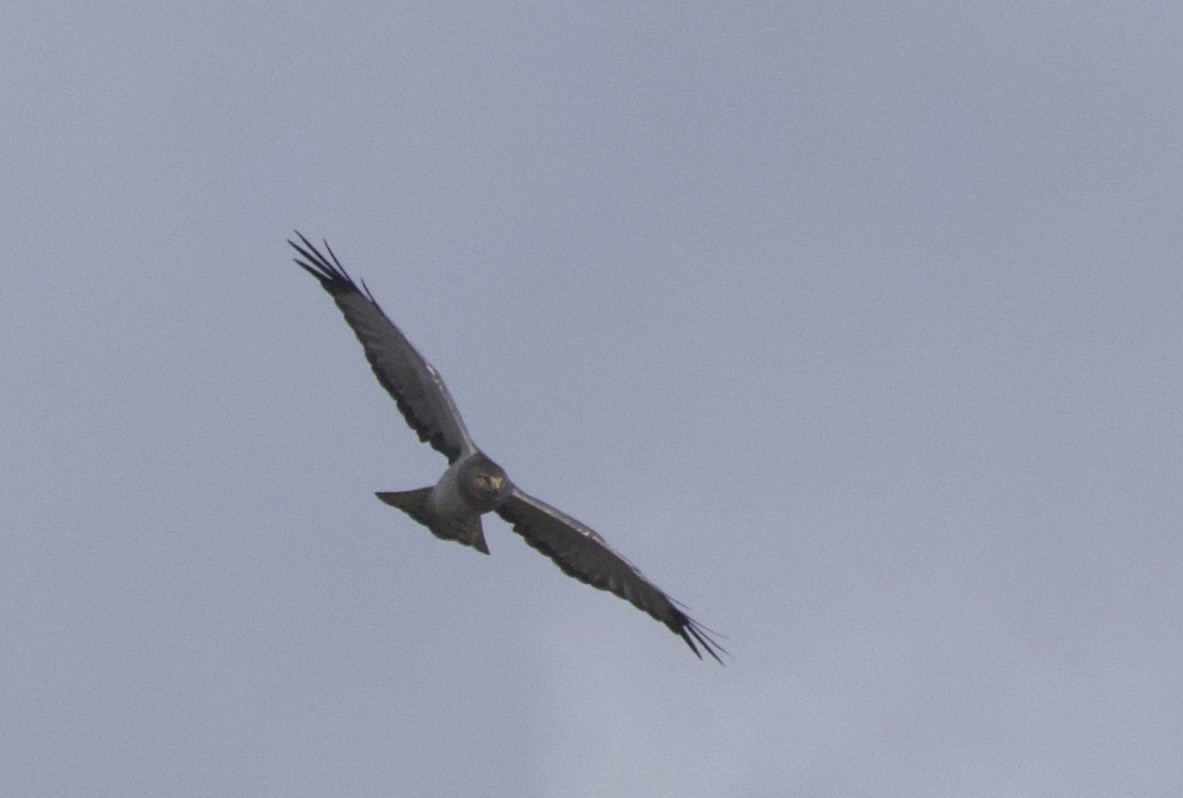 moták severoamerický - ML645108542