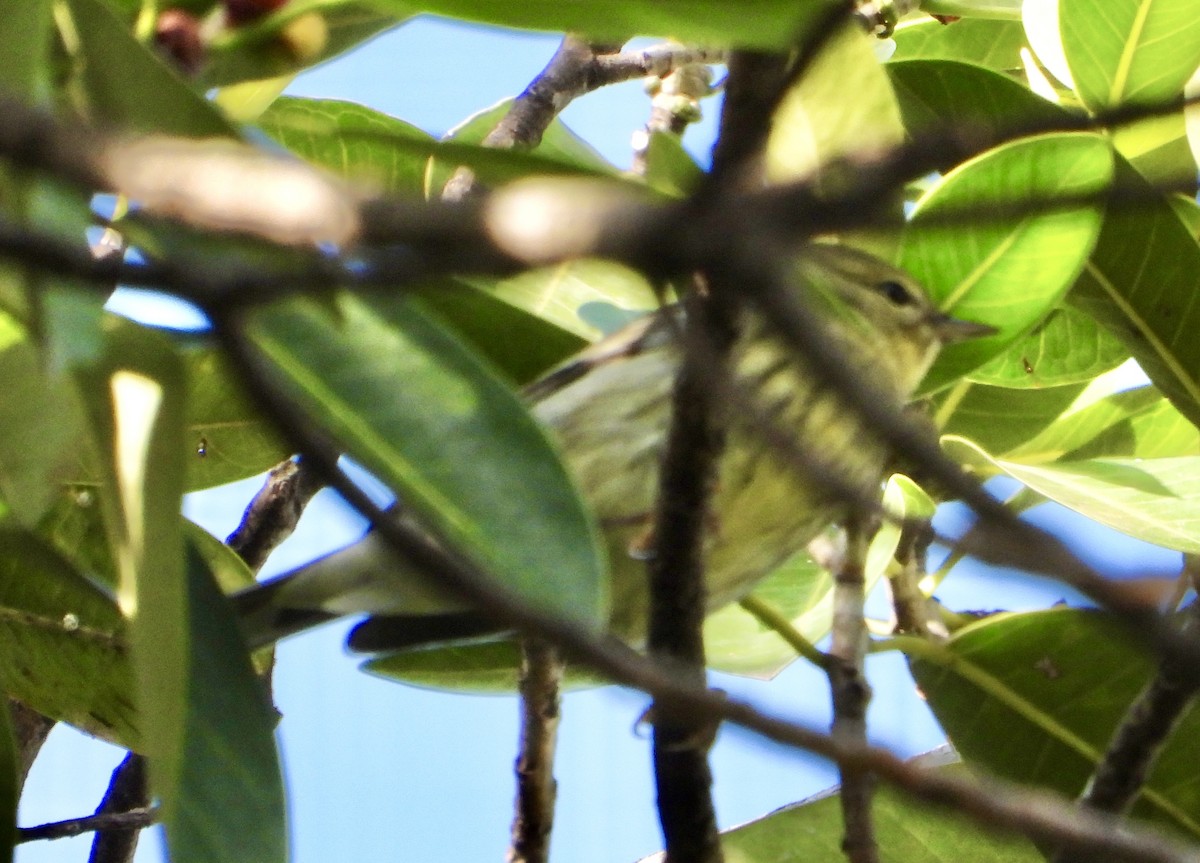 Cape May Warbler - ML645108576