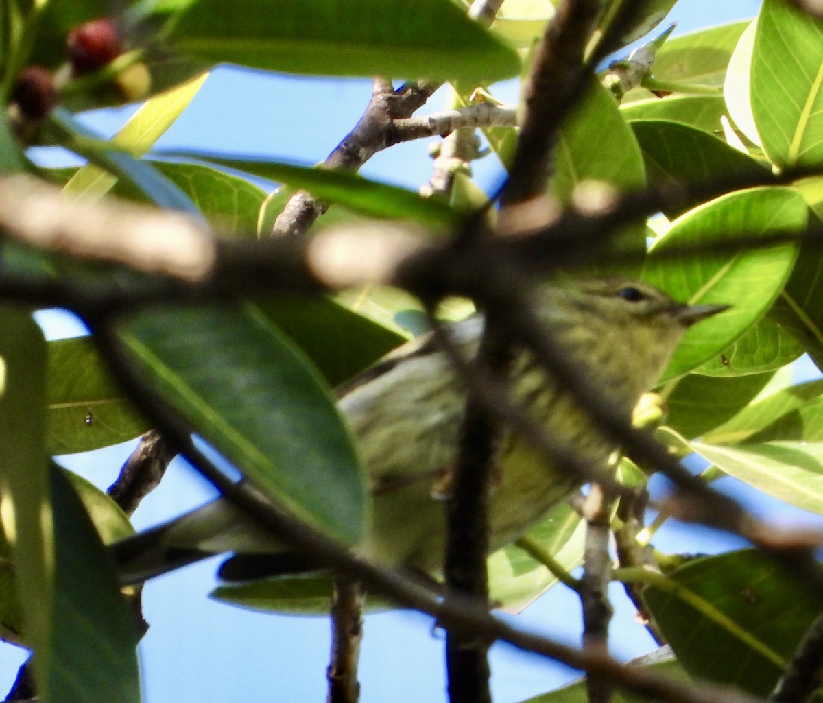 Cape May Warbler - ML645108577