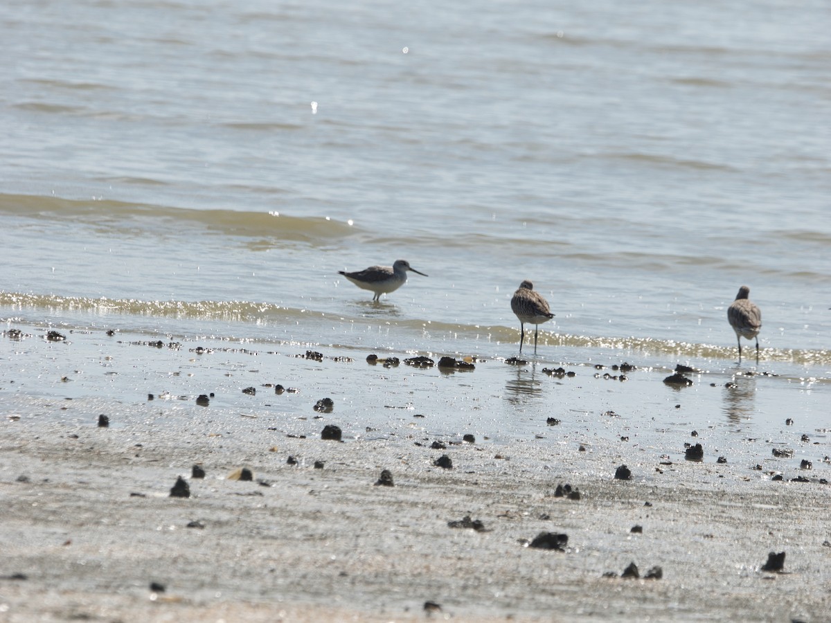 Tüpfelgrünschenkel - ML645108578