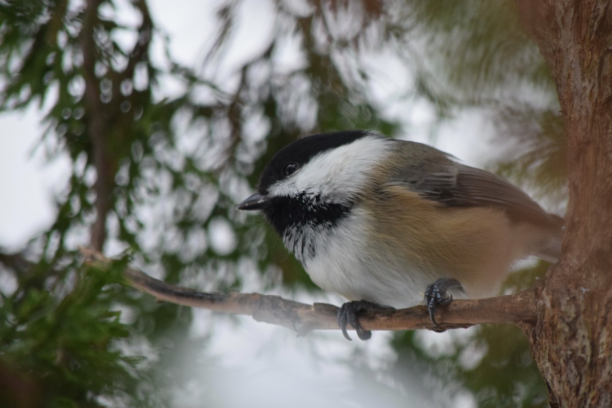 Black-capped Chickadee - ML645108585