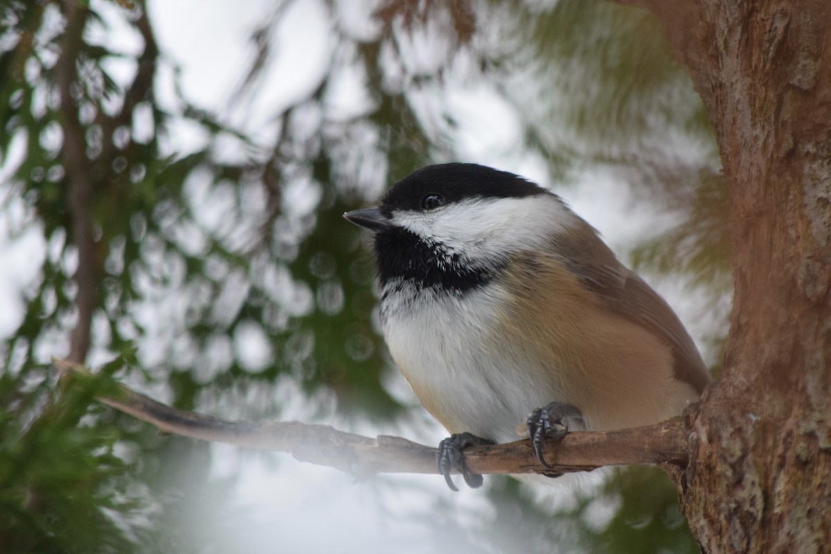 Black-capped Chickadee - ML645108588
