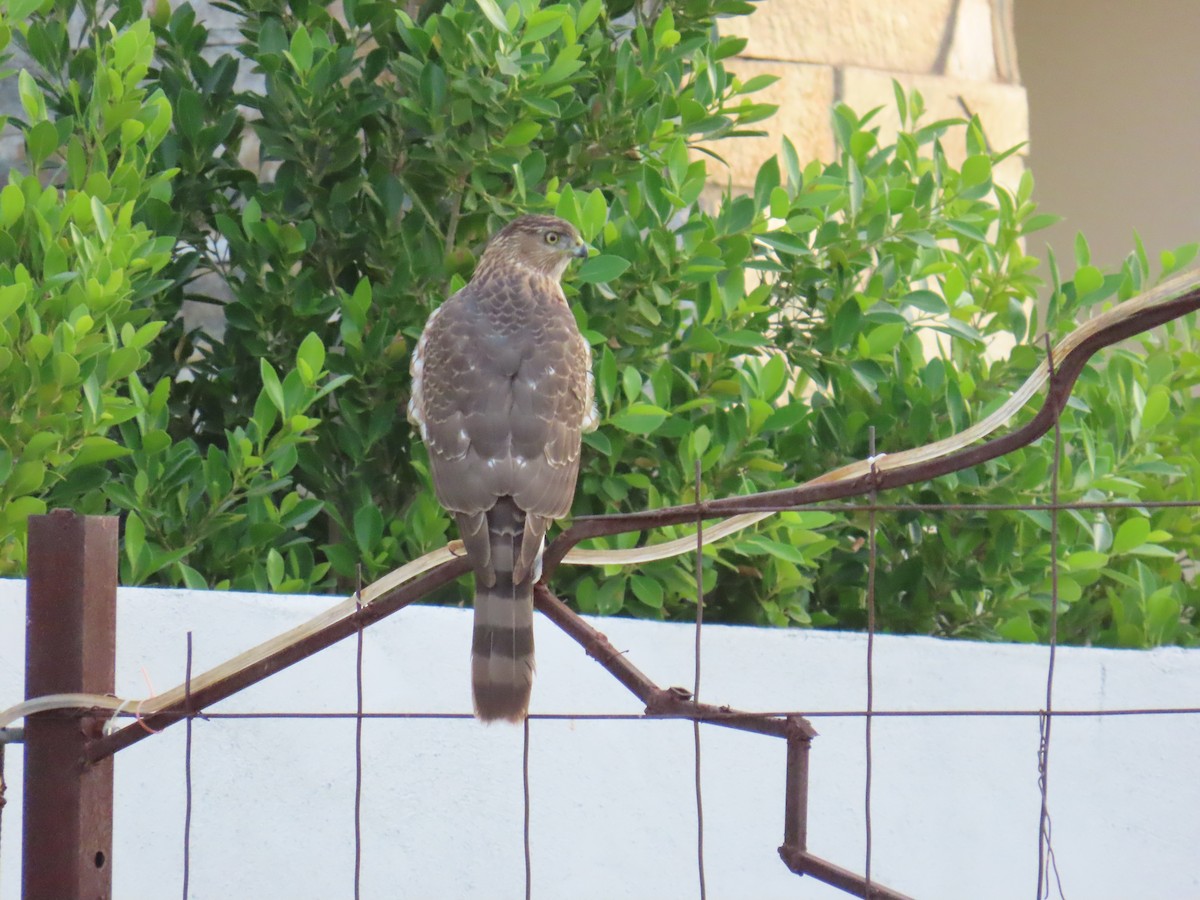 Cooper's Hawk - ML645108592