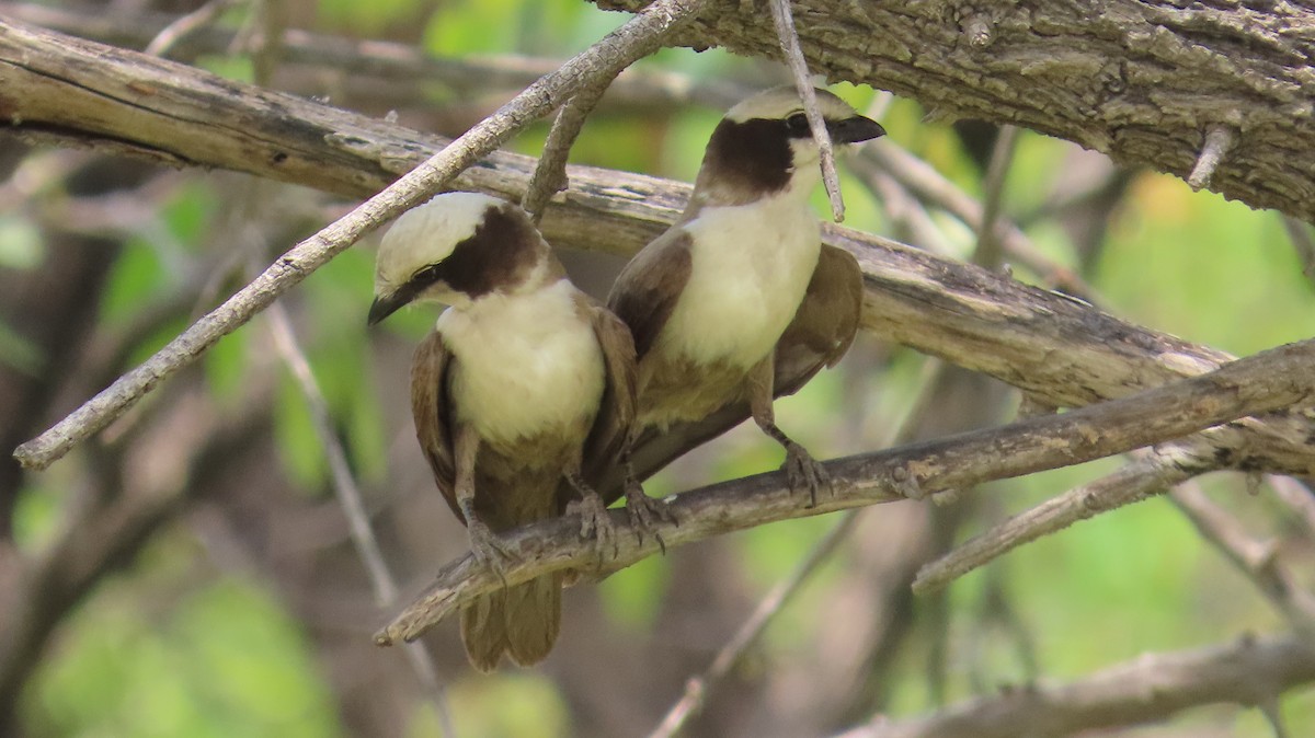 White-crowned Shrike - ML645108612