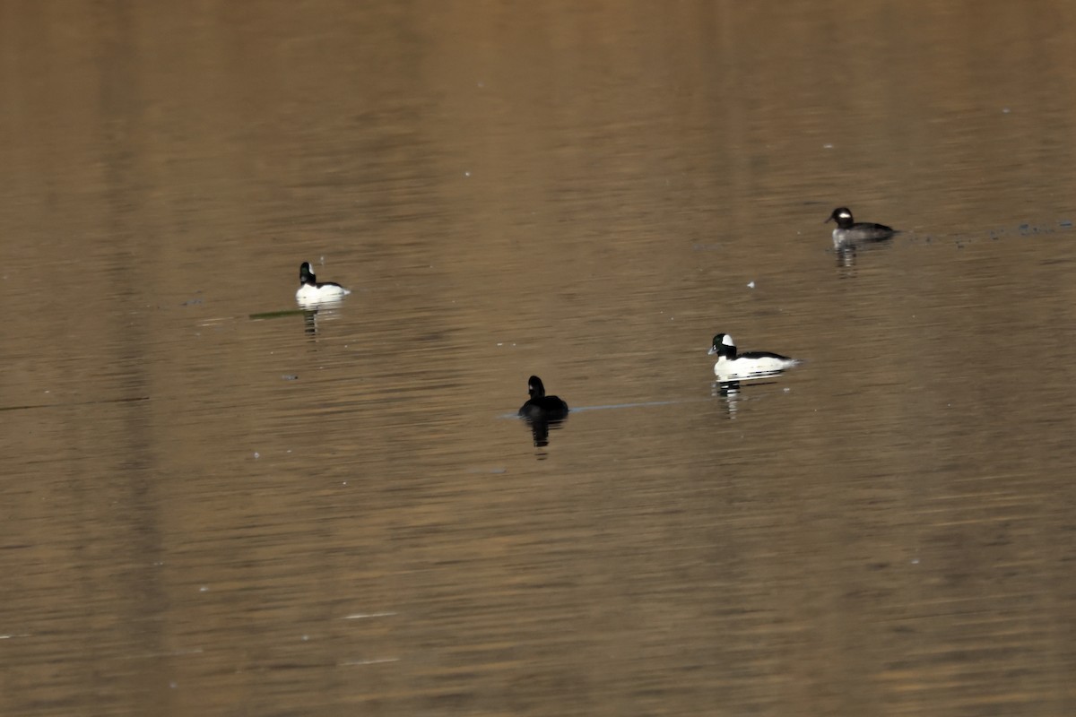 Гоголь малий - ML645108614