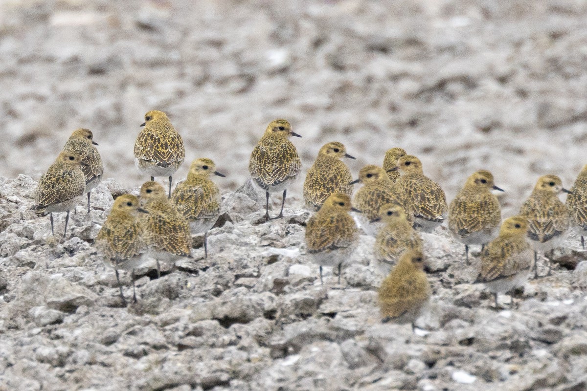 European Golden-Plover - ML645108643