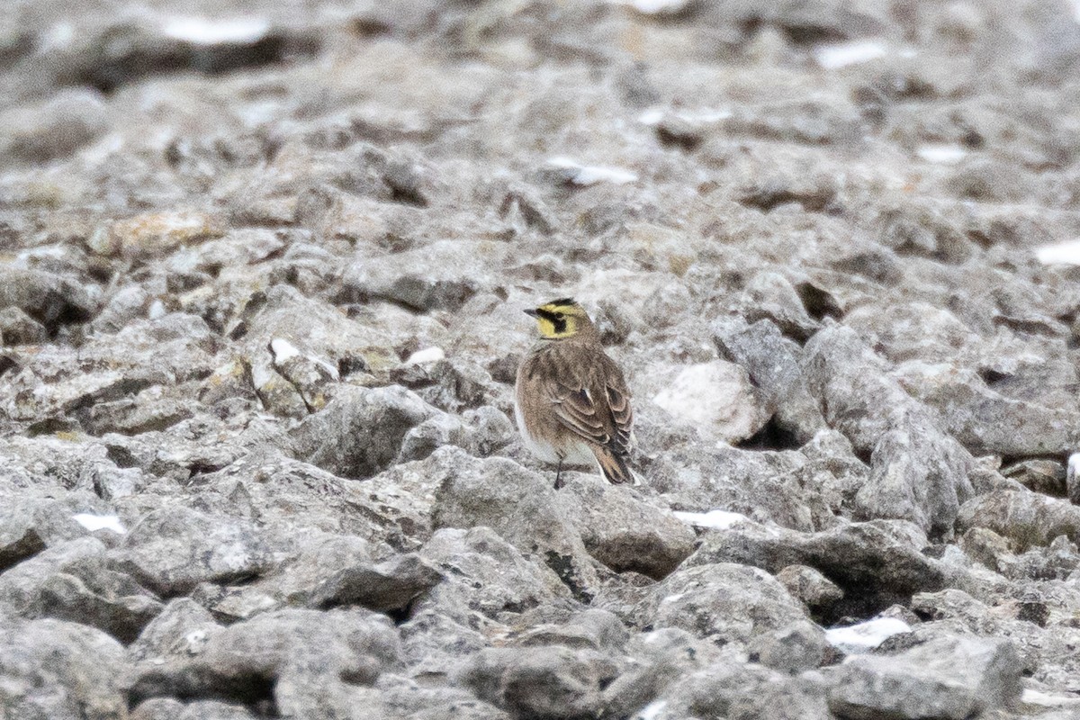 Horned Lark - ML645108655