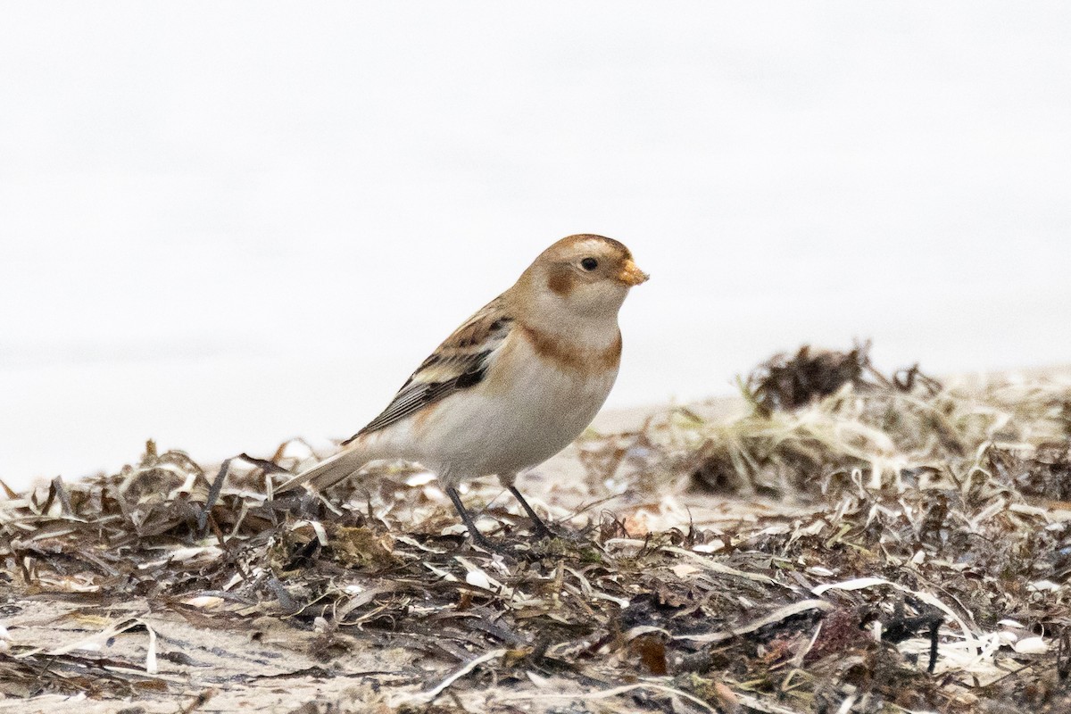 Snow Bunting - ML645108664