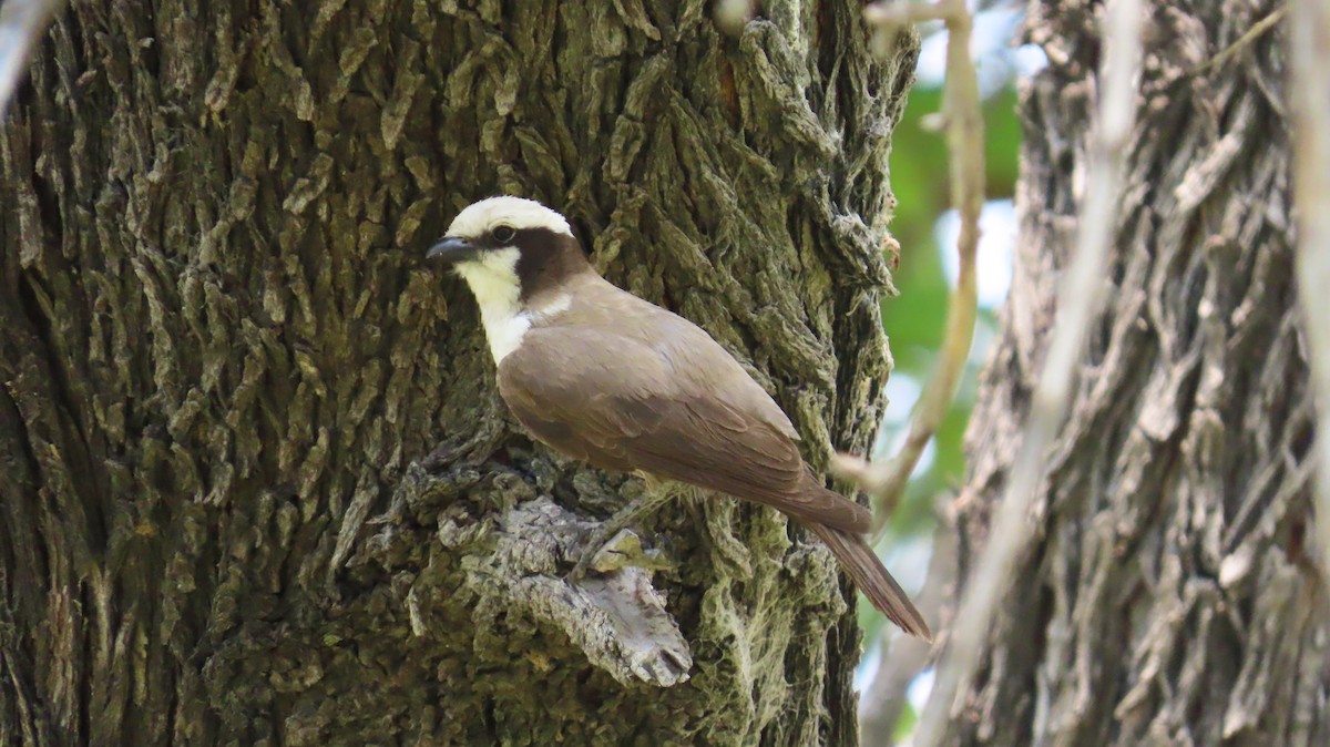 White-crowned Shrike - ML645108666