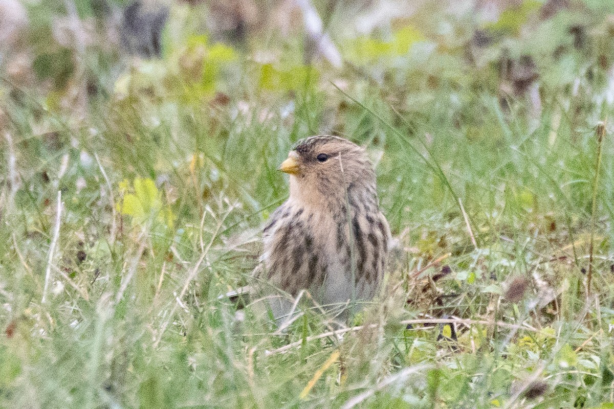 Twite - ML645108667