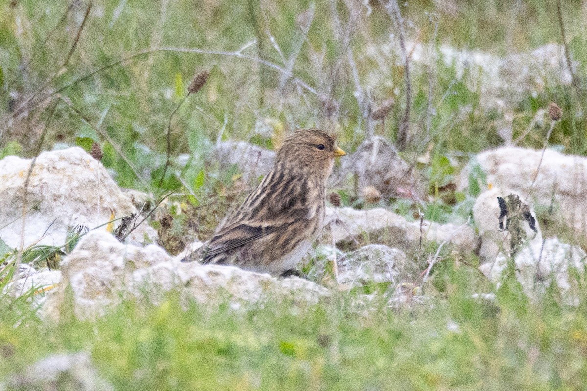 Twite - ML645108668