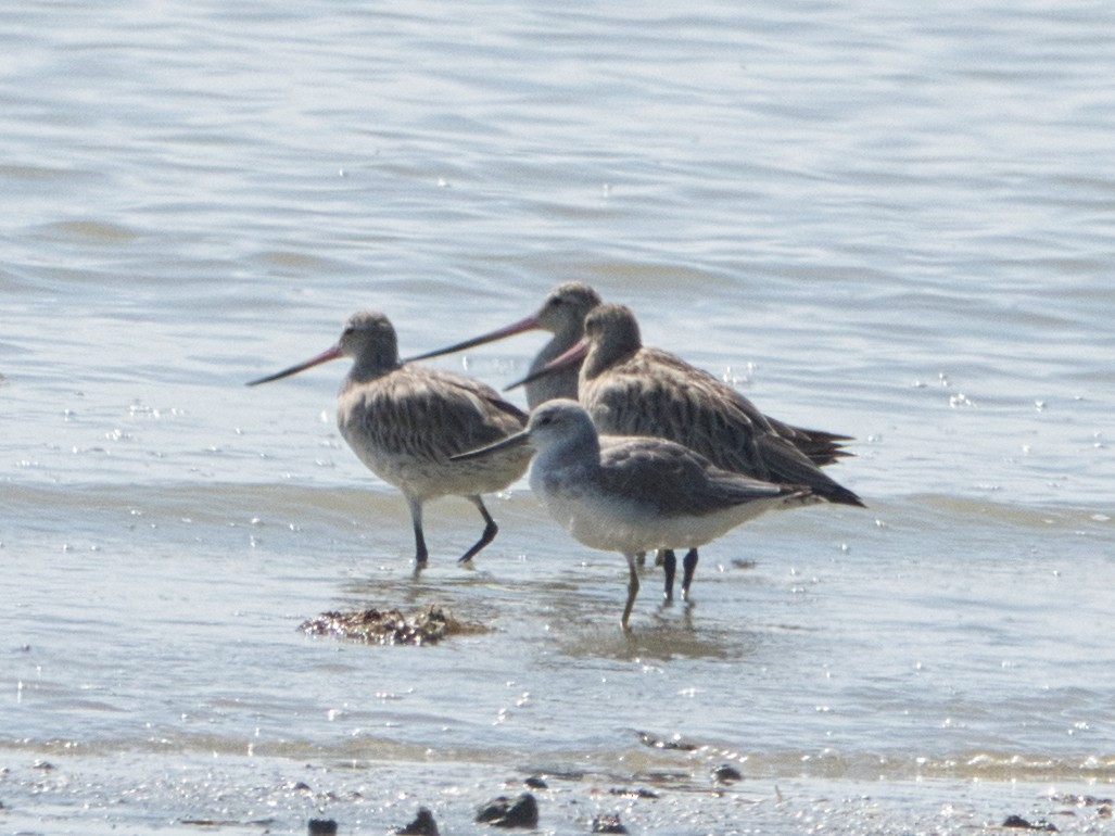 Tüpfelgrünschenkel - ML645108669