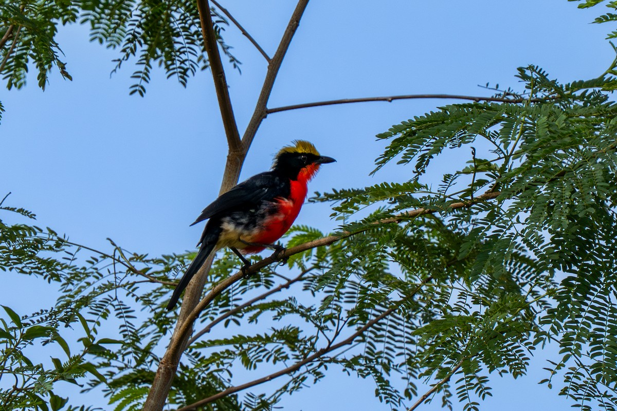 Yellow-crowned Gonolek - ML645108670