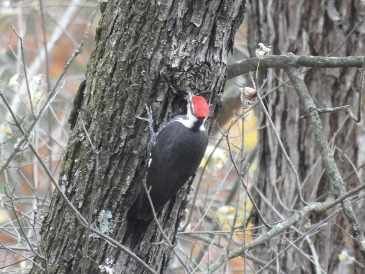 datel chocholatý - ML645108671