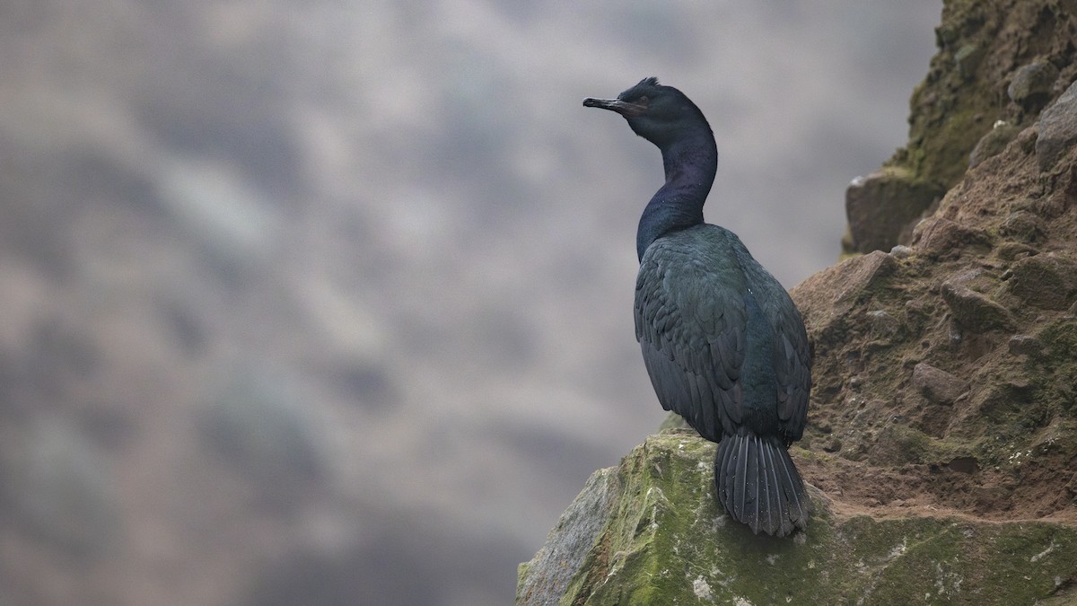 Pelagic Cormorant - ML645108673