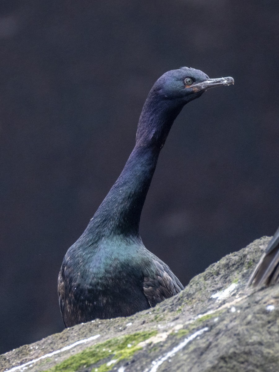 Pelagic Cormorant - ML645108674