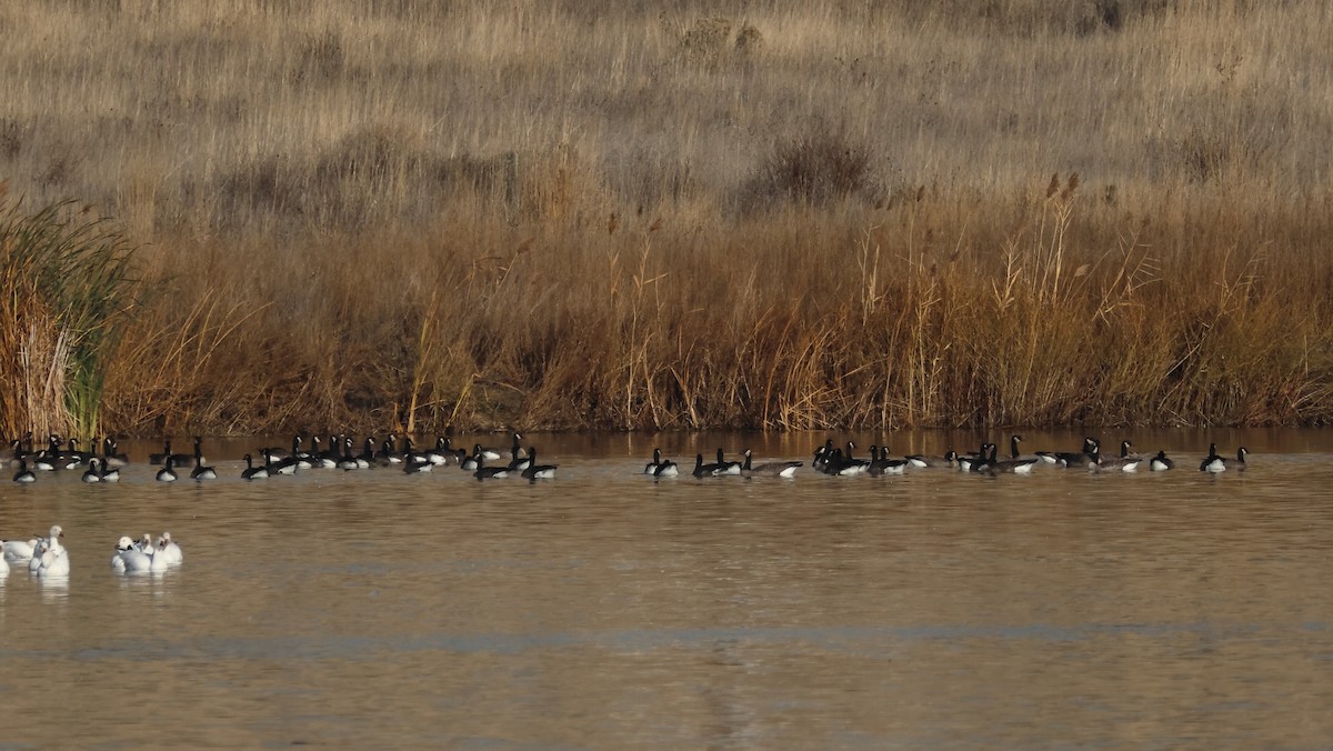 Казарка мала - ML645108684