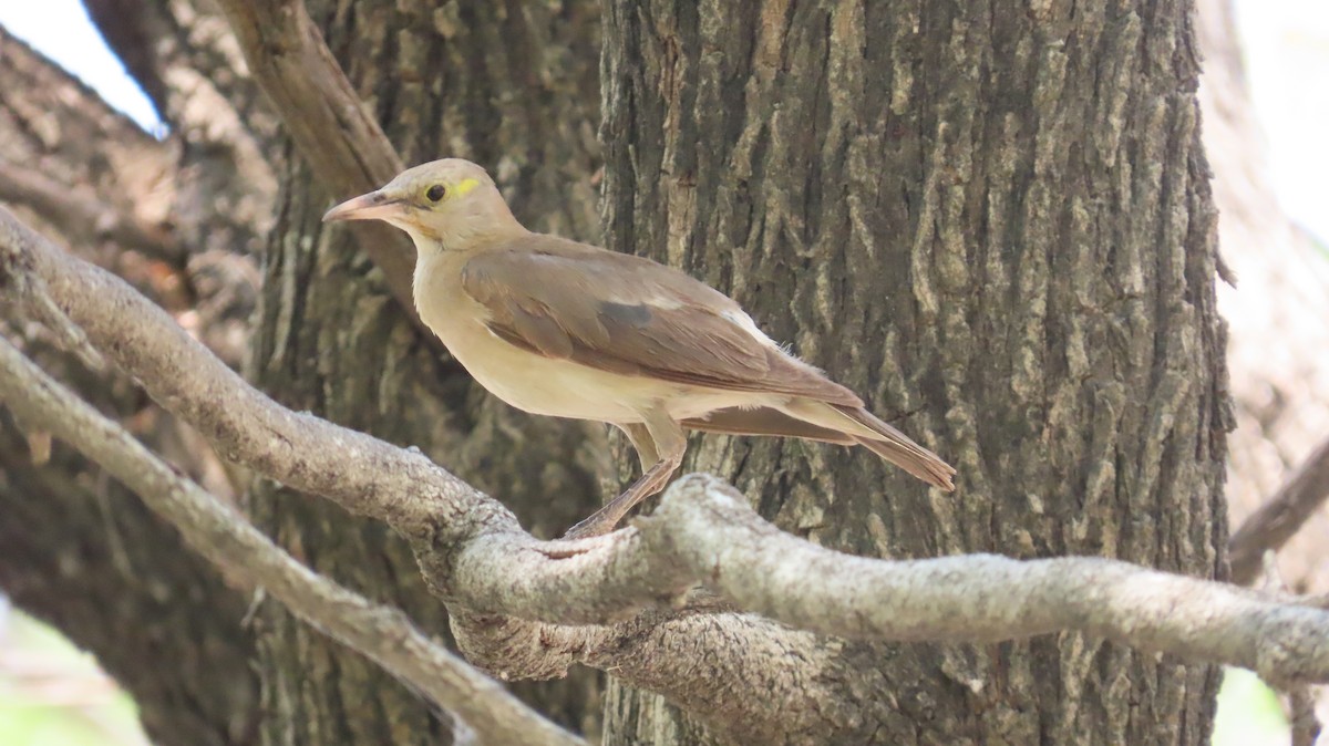 Wattled Starling - ML645108693