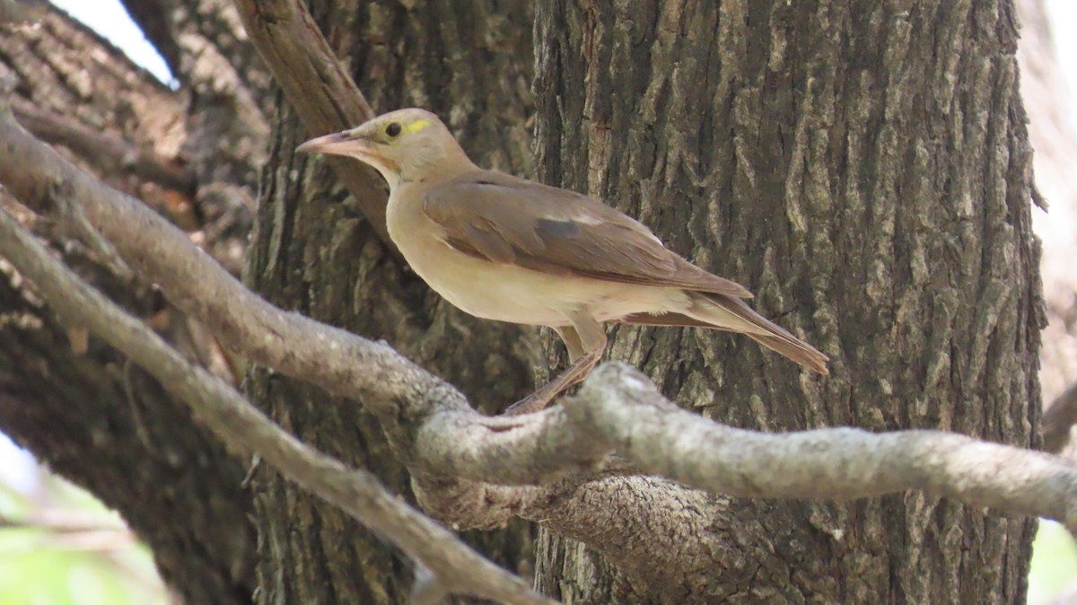 Wattled Starling - ML645108695