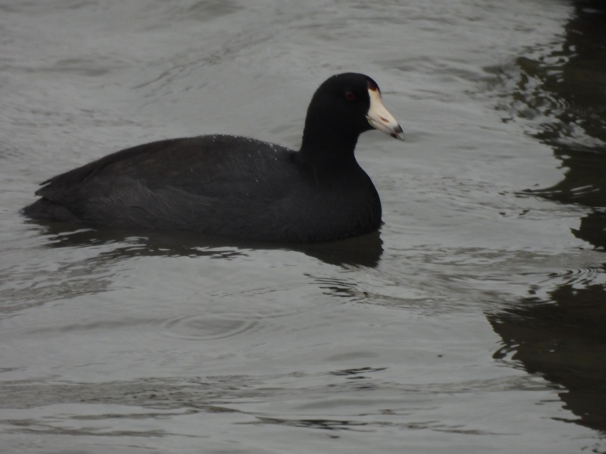 American Coot - ML645108699