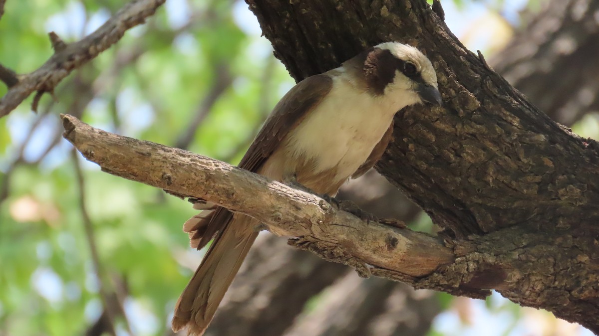White-crowned Shrike - ML645108718