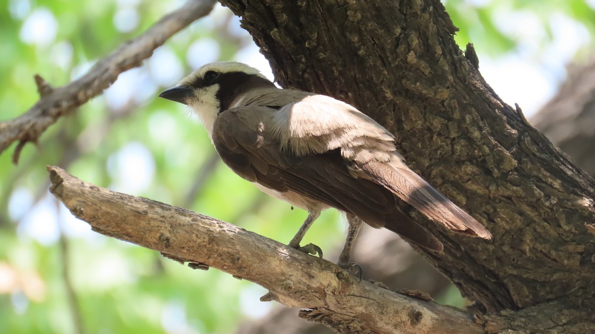 White-crowned Shrike - ML645108719