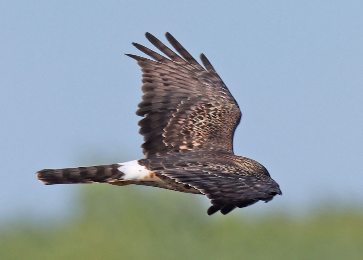 moták severoamerický - ML645108721