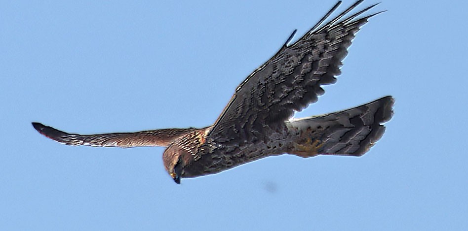 moták severoamerický - ML645108722