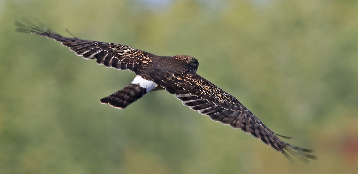 moták severoamerický - ML645108723