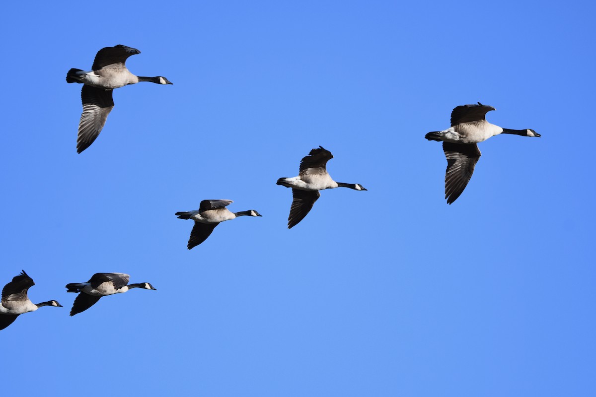 Bernache du Canada - ML645108724