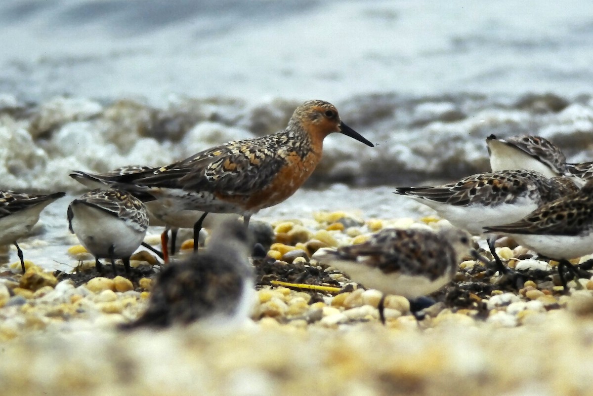 Red Knot - ML645108731